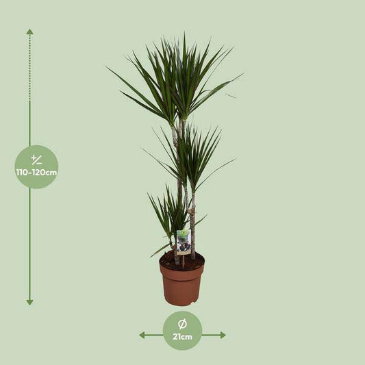 Drachenbaum - Dracaena marginata - Zimmerpflanze - Ø21cm - ↕120cm 