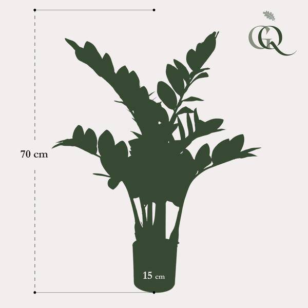 Kunstpflanze - Zamioculcas - Zimmerpalme - 70 cm