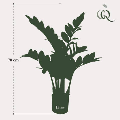 Kunstpflanze - Zamioculcas - Zimmerpalme - 70 cm