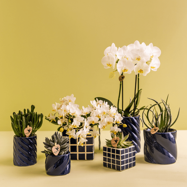 Amabilis Orchidee Weiß & Sukkulente Haworthia – Zimmerpflanzen Set – Candy Dekotöpfe Blau Ø9cm & Ø6cm – Pflanzenset für Wohnzimmer & Geschenkidee 