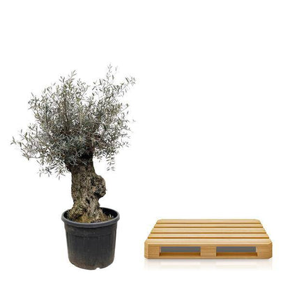 Olivenbaum - Olea Europaea Bonsai - 250cm - Ø65cm