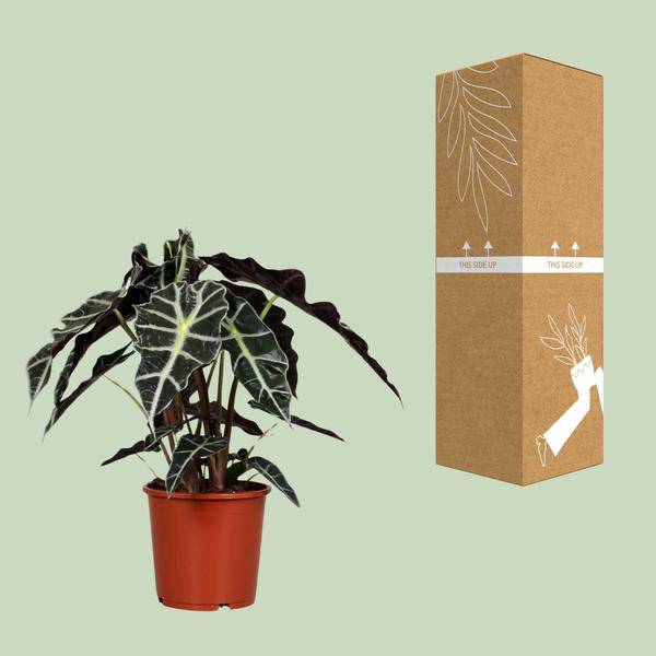 Pfeilblatt - Alocasia Polly - Zimmerpflanze - Ø17cm - ↕45cm