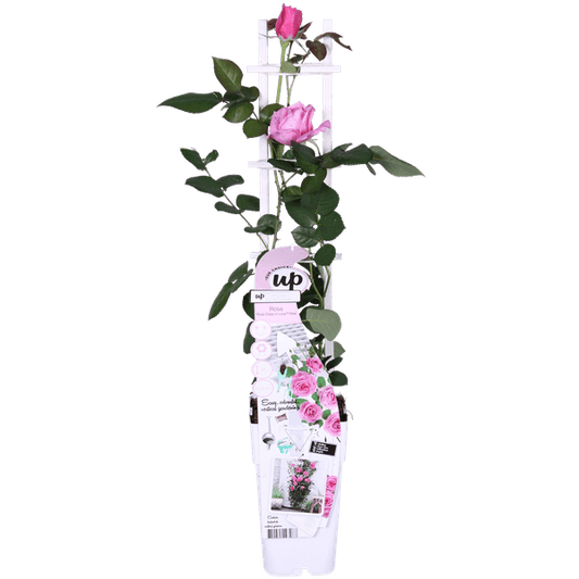 Rosa Rose -Rosa Crazy in love 'Pink' -  Ø15cm - ↕65cm 