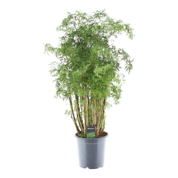 Polyscias Hawaiiana Ming - Fiederaralie - Zimmerpflanze - ↕90cm - Ø24cm