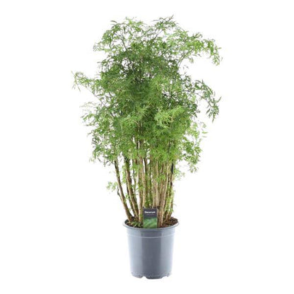 Polyscias Hawaiiana Ming - Fiederaralie - Zimmerpflanze - ↕90cm - Ø24cm