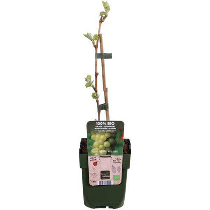 Weinrebe - Weintraube - Vitis vinifera 'Johanniter' - Ø13cm - ↕45cm