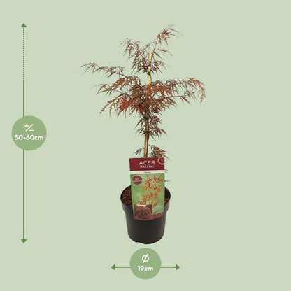 Fächerahorn - Acer palmatum. 'Granat' - Ø19cm - ↕40cm