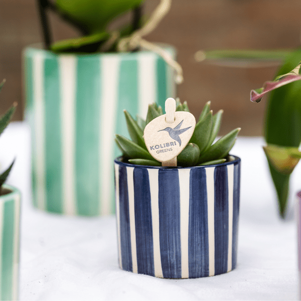 Sukkulenten Mix – 6 Sukkulenten – Zimmerpflanzen in bemalten Stripe Ziertöpfen Ø9cm & Ø6cm – Bunte Pflanzendeko für Tisch, Wohnzimmer & Büro – Pflegeleichte grüne Pflanzen im Keramiktopf 