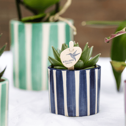 Sukkulenten Mix – 6 Sukkulenten – Zimmerpflanzen in bemalten Stripe Ziertöpfen Ø9cm & Ø6cm – Bunte Pflanzendeko für Tisch, Wohnzimmer & Büro – Pflegeleichte grüne Pflanzen im Keramiktopf 