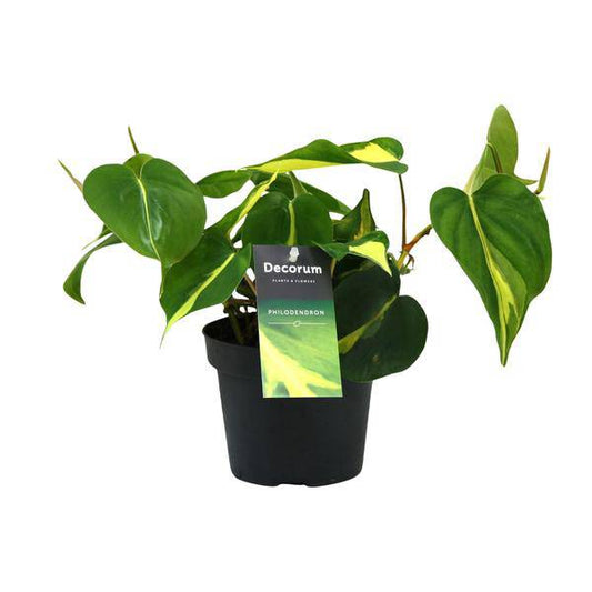 Baumfreund - Philondendron Brasil Scandens - Zimmerpflanze - Ø12cm - ↕20cm 