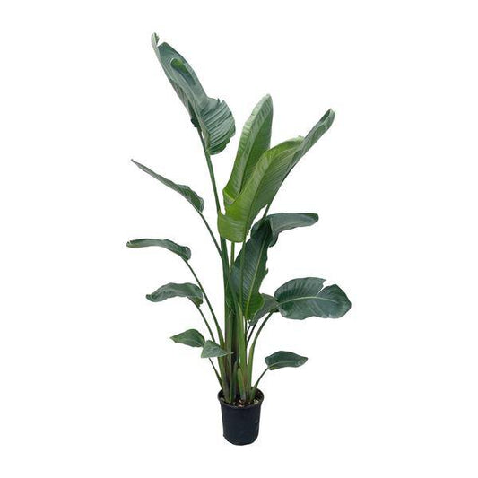 Baum-Strelitzie – Strelitzia Nicolai – Zimmerpflanze 210cm – Ø27cm – Weißer Paradiesvogel mit großen grünen Blättern – Tropische Kübelpflanze für Innen & geschützte Außenbereiche 