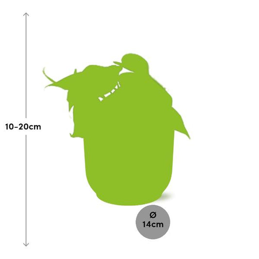 Philodendron Scandens – Baumfreund – Zimmerpflanze inkl. Ziertopf Vibes Fold Rosa Ø14cm – Herzförmige Blätter – Pflegeleicht & luftreinigend – Für Wohnzimmer & Büro 