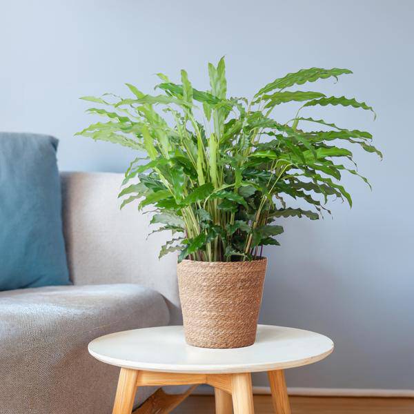 Calathea Rufibarba - Korbmarante - Zimmerpflanze - ↕55cm - Ø17cm + Korb Sofia Natur