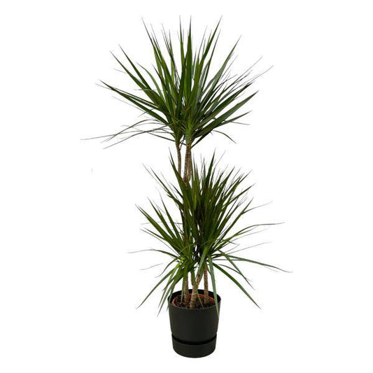 Dracaena Marginata – Drachenbaum – Zimmerpflanze ca. 120cm – ø21cm – inkl. Pflanzgefäß Greenville Schwarz D24xH23 – Elegante pflegeleichte Grünpflanze für Wohnzimmer & Büro 