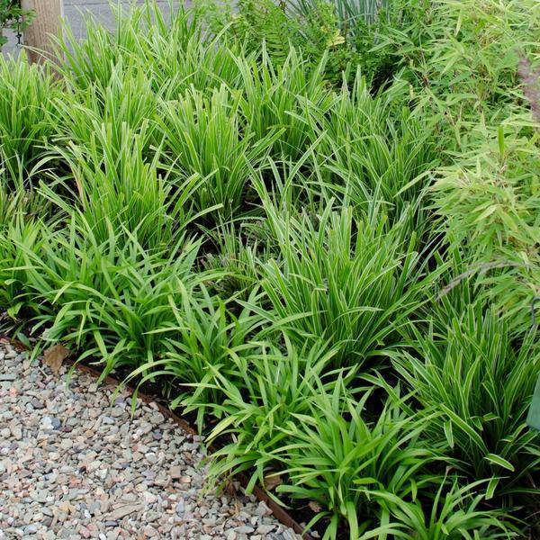 Carex morrowi 'Eistanz' - Japanische Segge - Ø14cm - ↨25cm - 6 Stück