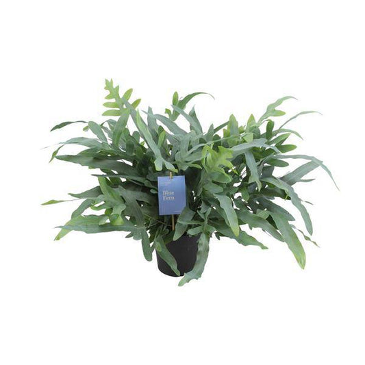 Blauer Tüpfelfarn - Phlebodium Aureum Blue Star - Zimmerpflanze - Ø17cm - ↕50cm 