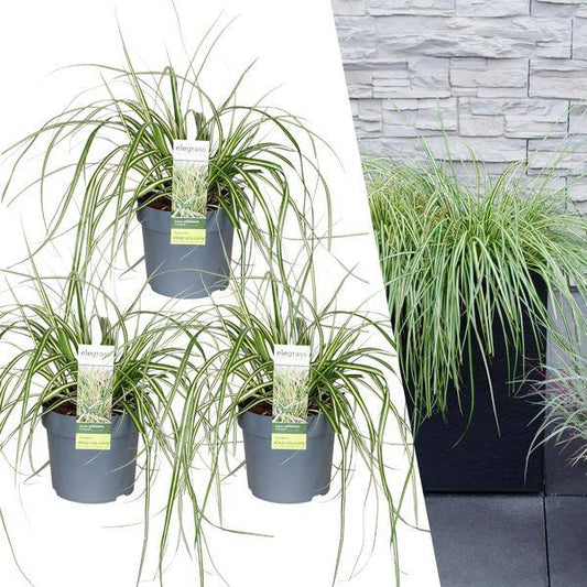 Carex hachijoensis 'Evergold' - Gold Segge - Ø14cm - ↨25cm - 3 Stück