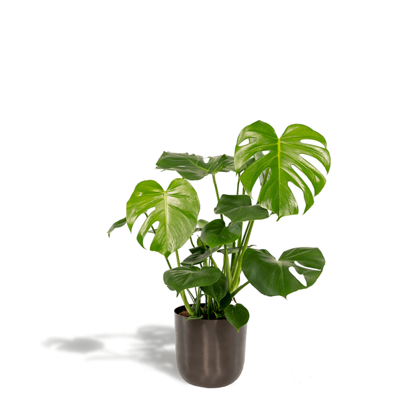 Köstliches Fensterblatt - Monstera Deliciosa + Topf Mayk Blei - Zimmerpflanze - ↨80cm - Ø21cm