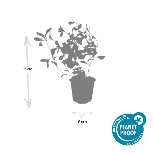 Kriechende Hornnarbe - Ceratostigma plumbaginoides - ↕10-25cm - Ø9cm - 6 Stück