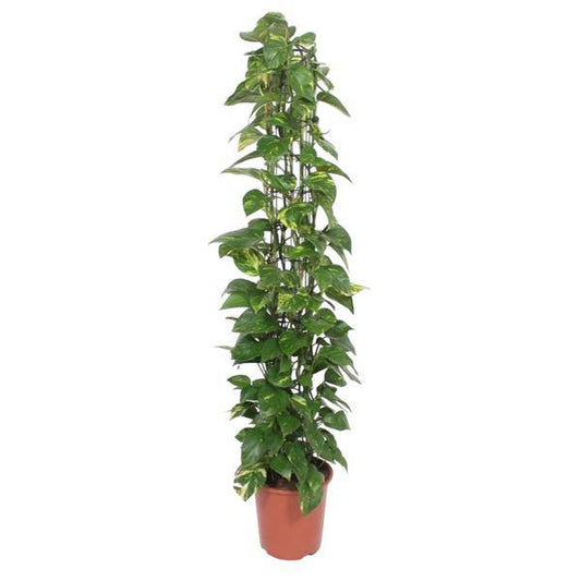Efeutute – Epipremnum Aureum – Zimmerpflanze – 160 cm hoch – Ø27 cm Topf – Mit Rankgitter – Pflegeleicht & luftreinigend – Grün mit gelben Akzenten – Für Wohnzimmer & Büro 