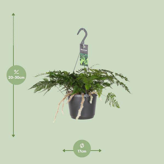 Humata Tyermannii - Ø17cm - ↕20cm - Oasis of Life