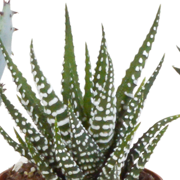 Sukkulente - Gasteria/Haworthia - Mix - 5,5 cm - im Topf - 5 Stück