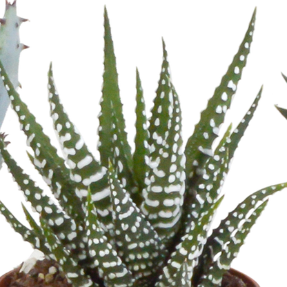 Sukkulente - Gasteria/Haworthia - Mix - 5,5 cm - im Topf - 5 Stück