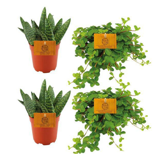 2x Aloe Paradisicum & 2x Peperomia Rotundifolia – Set aus 4 pflegeleichten Zimmerpflanzen – Ø10,5 cm Topf – Sukkulenten & Hängepflanzen-Mix – Perfekt für Zuhause & Büro