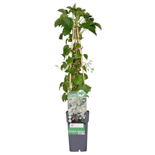 Kletter-Hortensie - Hydrangea petiolaris - Ø15cm - ↕65cm