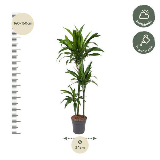 Drachenbaum – Dracaena Janet Craig 150cm – Ø24cm – Zimmerpflanze mit breiten dunkelgrünen Blättern – Elegante pflegeleichte Grünpflanze für Wohnzimmer, Büro & Wintergarten 