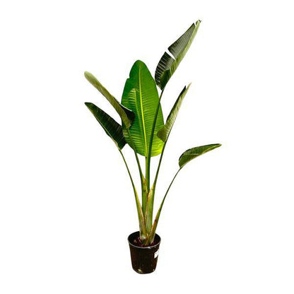 Baum-Strelitzie - Strelitzia Augusta - Zimmerpflanze - 180cm - ø30cm