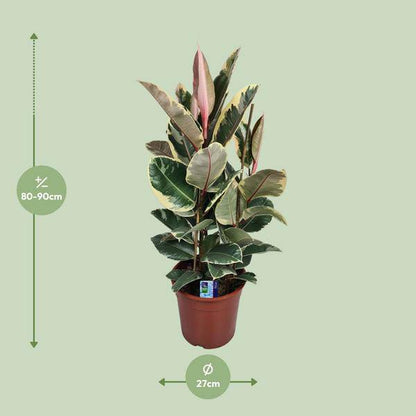 Gummibaum - Ficus Elastica Tineke - Zimmerpflanze - Ø27cm - ↕85cm