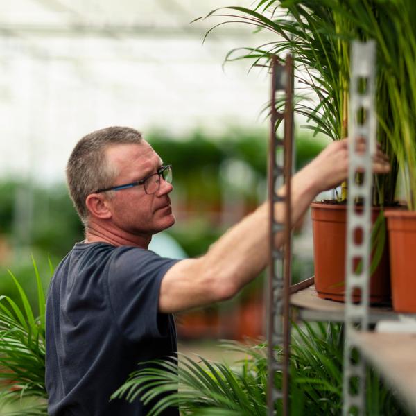Dracaena ↨70cm - Ø17cm + Yucca ↨90cm - Ø17cm - Oasis of Life