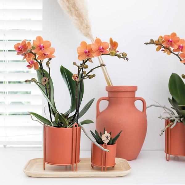Orange Phalaenopsis Orchidee - Mineral Bolzano - Topfgröße Ø9cm | blühende Topfpflanze - frisch vom Züchter - Oasis of Life