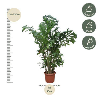 Fischschwanzpalme - Caryota Mitis - Zimmerpflanze - 220cm - ø45cm