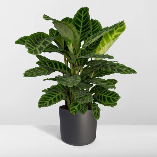 Calathea Zebrina - Pauenpflanze - Ø19cm - ↕80cm - Oasis of Life