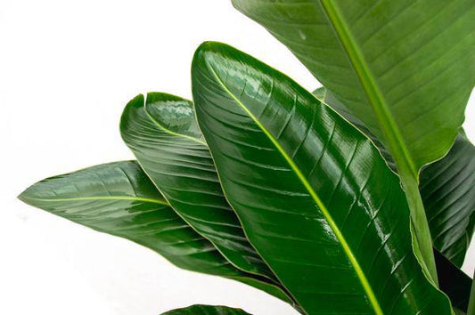 Strelitzia Nicolai – Baumstrelitzie – Zimmerpflanze 250cm – Ø40cm – Weißer Paradiesvogel mit großen grünen Blättern – Exotische tropische Kübelpflanze – Für helle Innenräume & geschützte Außenbereiche 
