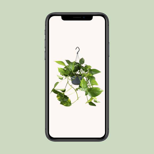 Epipremnum Aureum - Ø15cm - ↕25cm - Oasis of Life