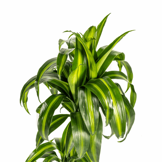 Dracaena Deremensis Hawaiianischer Sonnenschein Ø19cm - ↕70 - 90cm