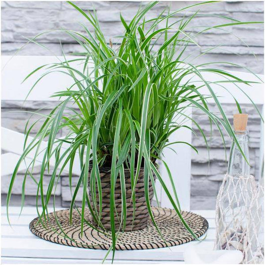 Carex morrowi 'Eistanz' - Japanische Segge - Ø14cm - ↨25cm - 3 Stück