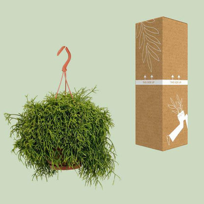 Korallenkaktus - Rhipsalis Baccifera Oasis - Zimmerpflanze - Ø17cm - ↕45cm