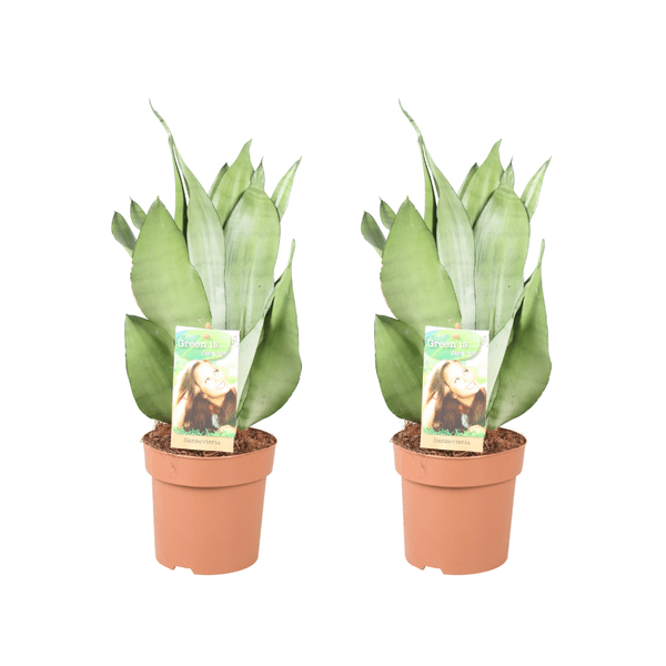 Sansevieria Moonshine – Bogenhanf – 2 Pflanzen – Zimmerpflanze – Ø14cm – ↕40cm – Luftreinigend & pflegeleicht – Für Wohnzimmer Büro Schlafzimmer 