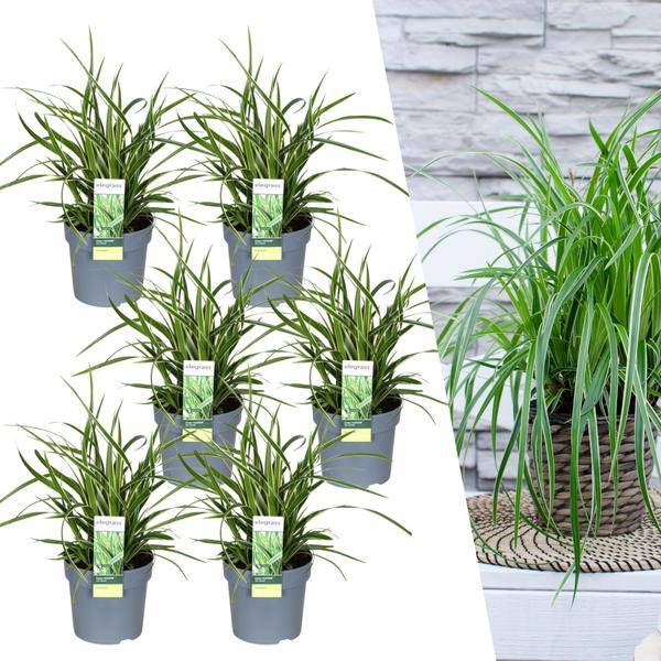 Carex morrowi 'Eistanz' - Japanische Segge - Ø14cm - ↨25cm - 6 Stück