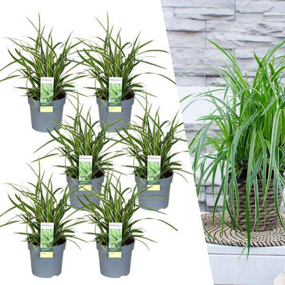 Carex morrowi 'Eistanz' - Japanische Segge - Ø14cm - ↨25cm - 6 Stück