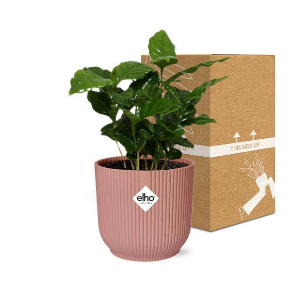 Kaffee Pflanze - Coffea Arabica - Zimmerpflanze + Topf Vibes Fold 14cm Rosa 