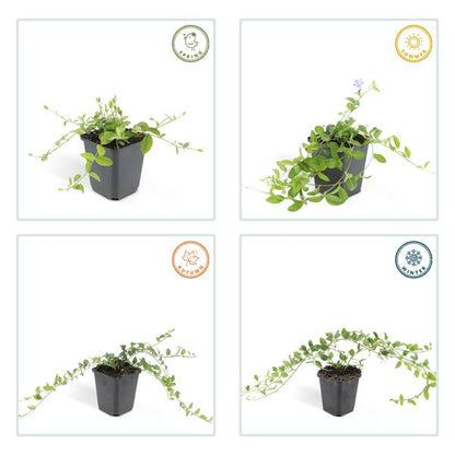Kleines Immergrün - Vinca minor - ↕10-25cm - Ø9cm - 40 Stück