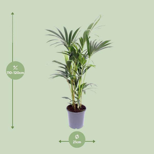 Kentia-Palme - Howea Forsteriana - Zimmerpflanze -Ø21cm - ↕120cm 