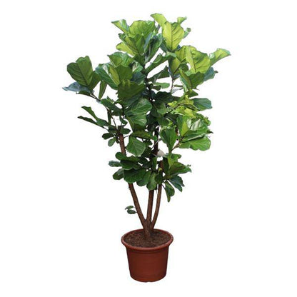 Geigen-Feige - Ficus Lyrata - Zimmerpflanze - 240cm - ø50cm