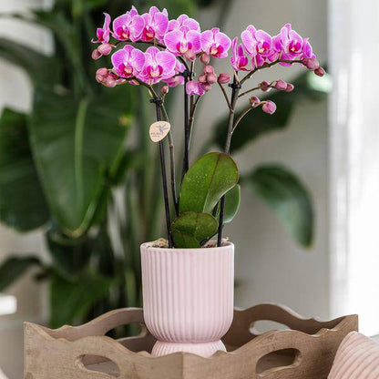 Topf Diabolo Rosa - Ø12cm
