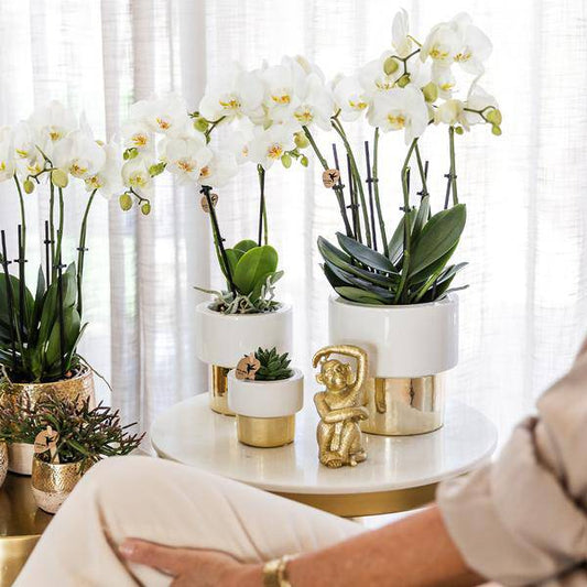 Phalaenopsis Orchidee Weiß - Jamaica + Lush Topf - Topfgröße Ø9cm - 40cm - blühende Zimmerpflanze 